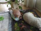 photo299_small.jpg
